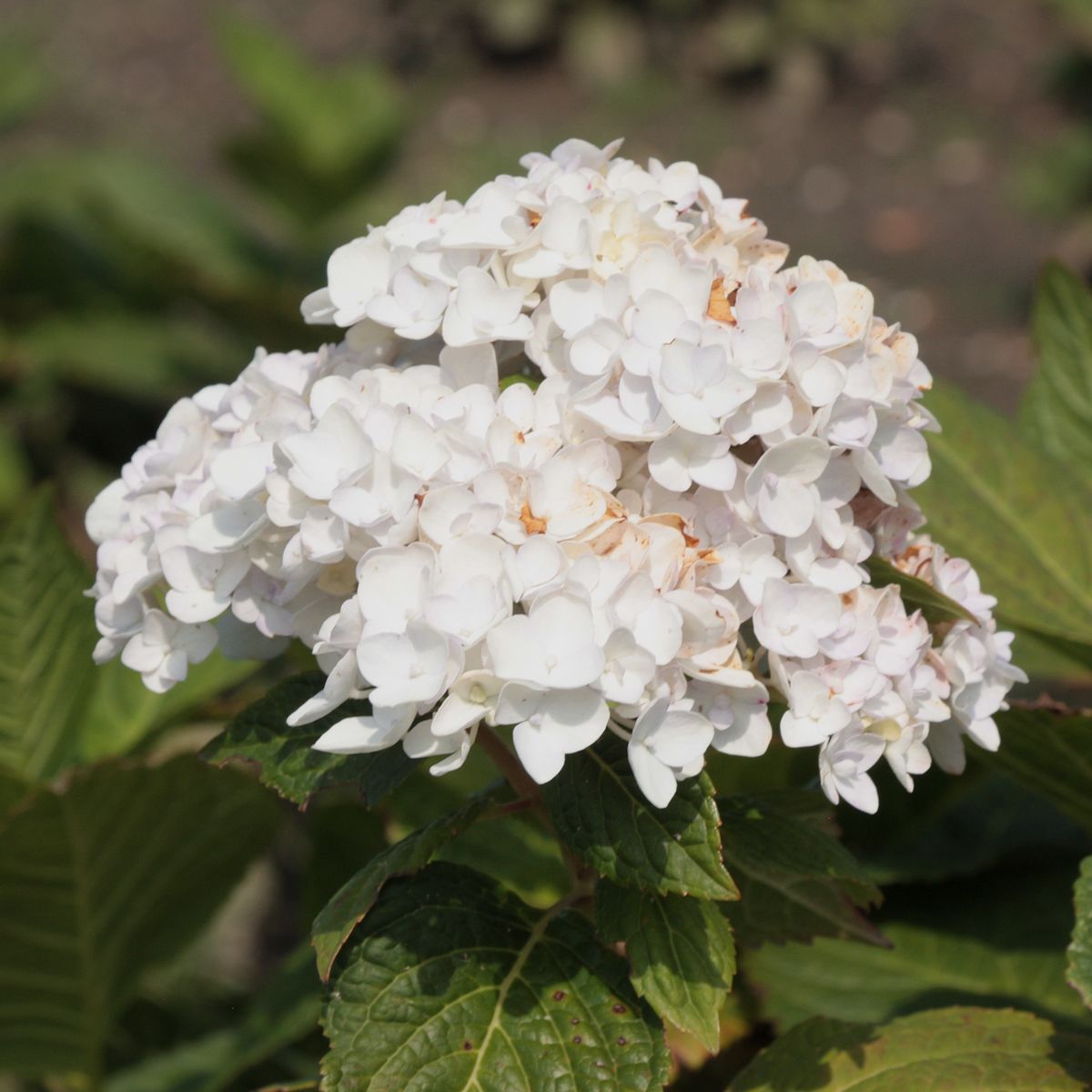 Endless summer store hortensia