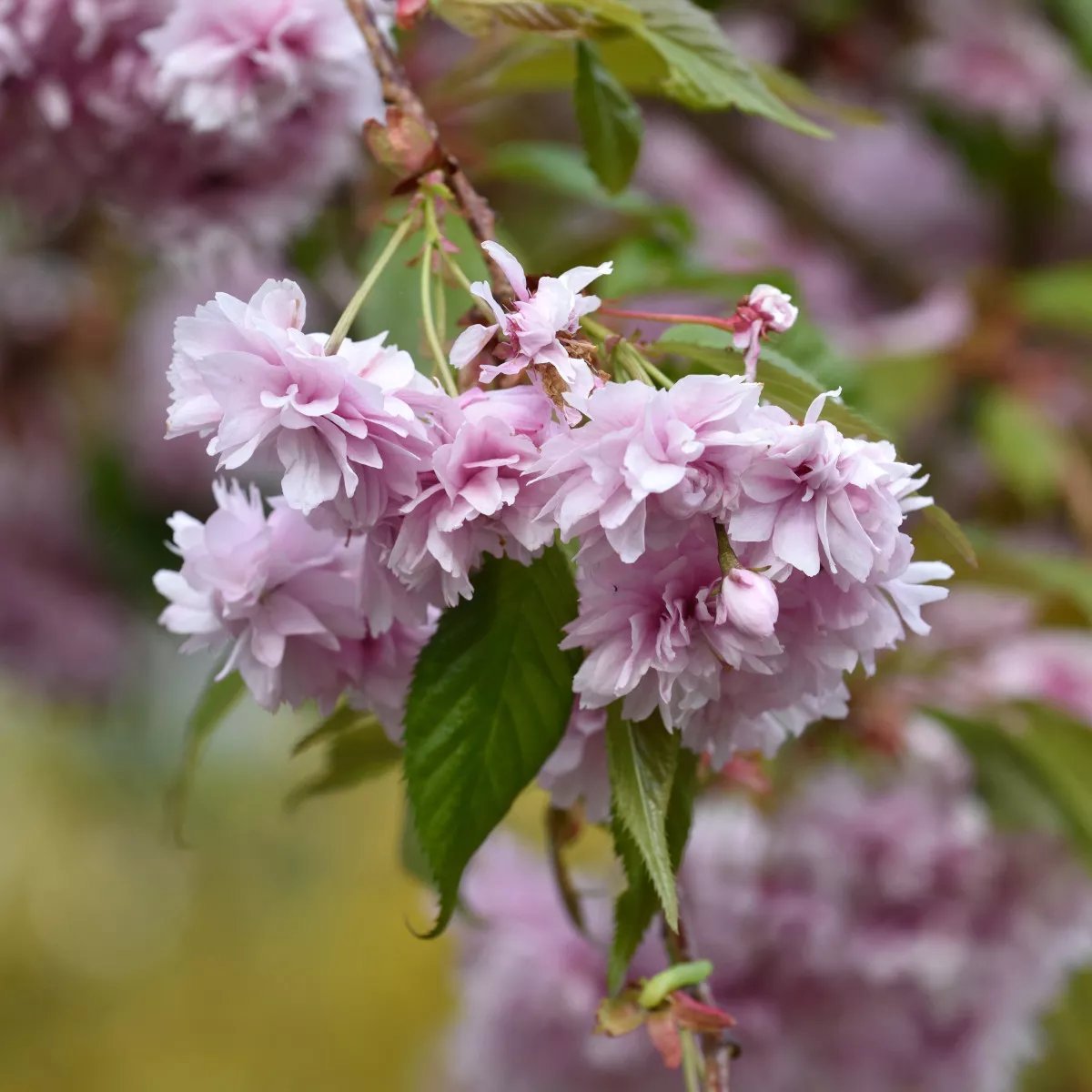 Japanskt hängkörsbär 'Kiku-shidare-zakura' 7.5 liter 120-120 cm