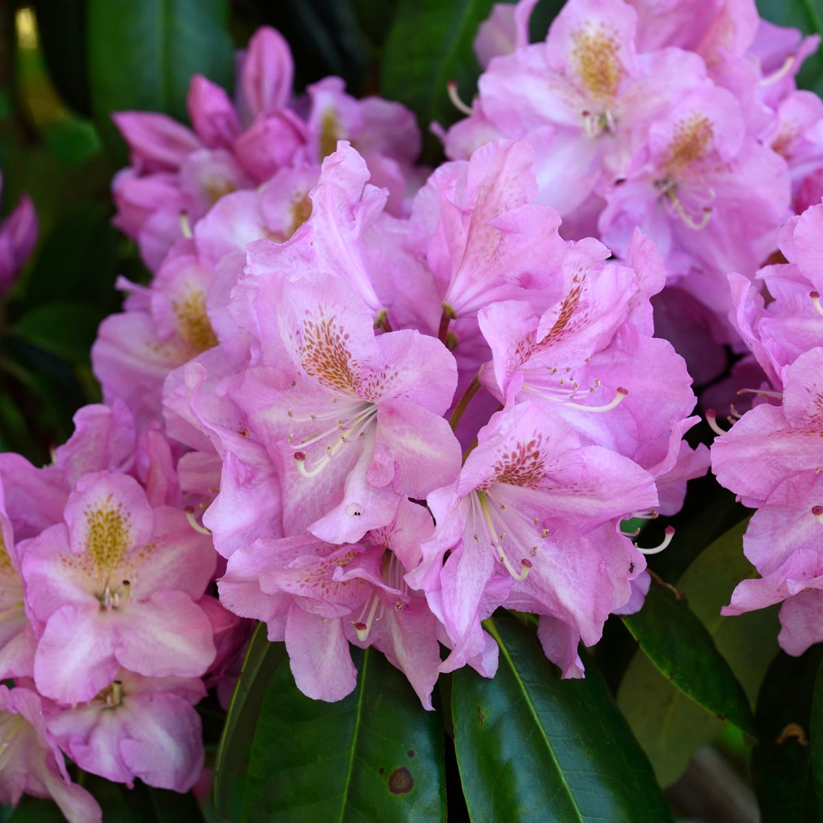 Fortunei-rododendron 'Scintillation' 5 liter 30-40 cm